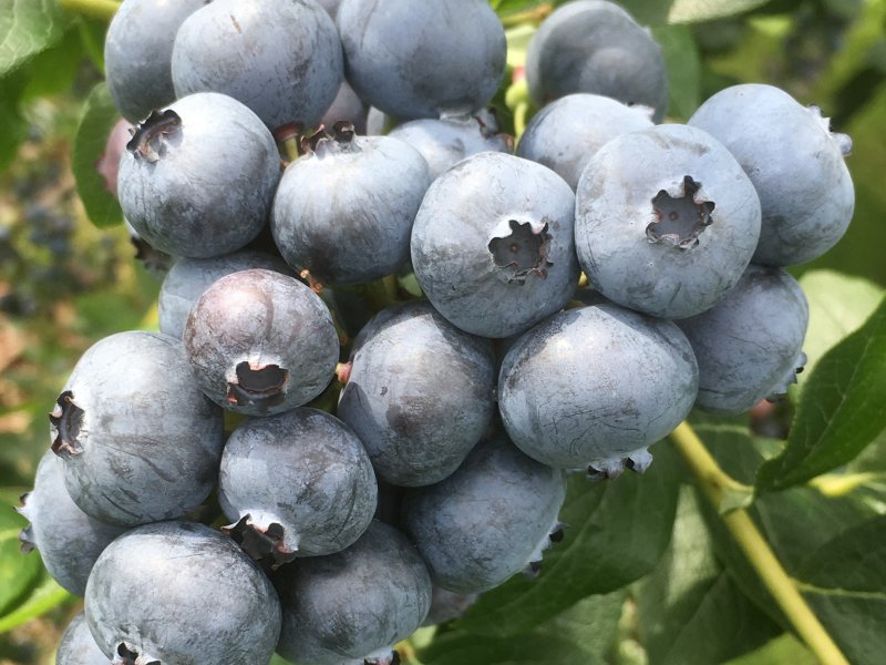 アスパラ収穫体験、ブルーベリー摘み取り