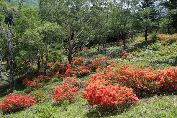 五味池破風高原自然園