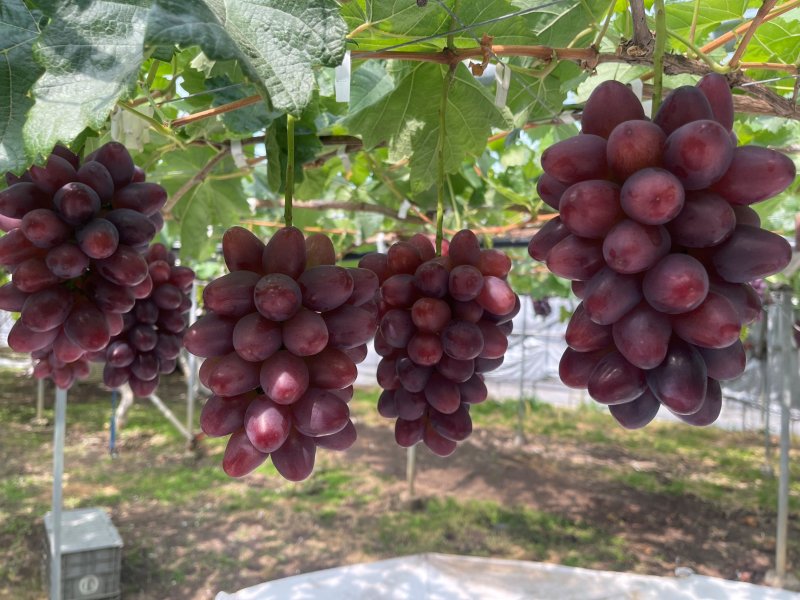 信州須坂太田農園