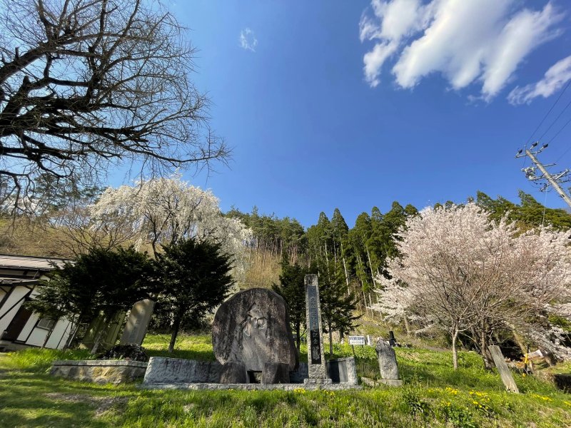洞入観音堂の桜
