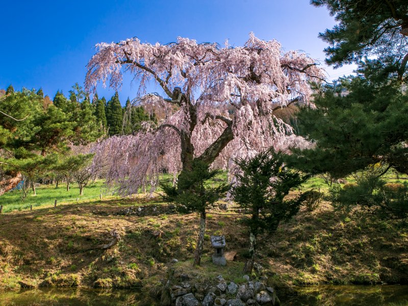 弁天さんのしだれ桜