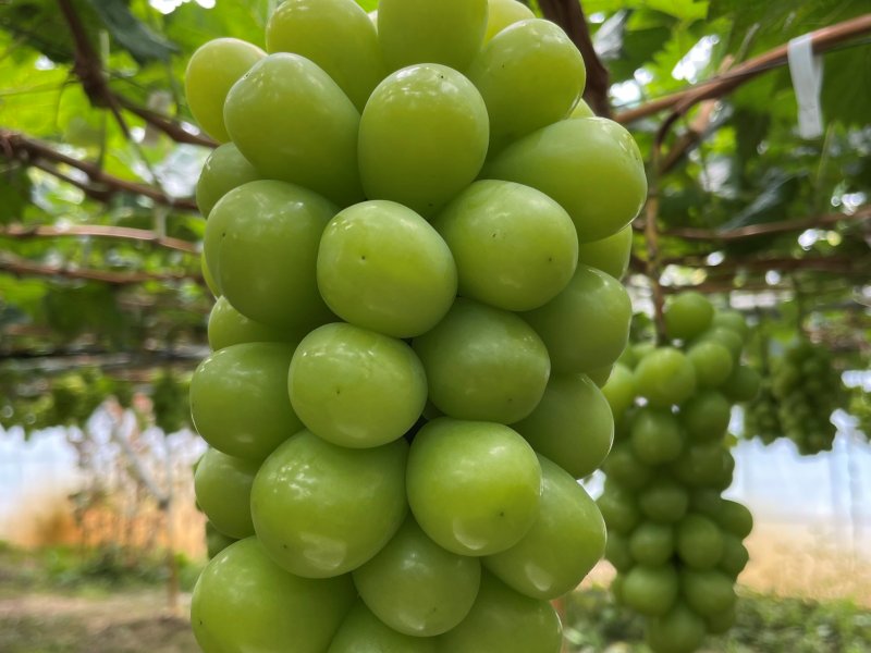 信州須坂太田農園