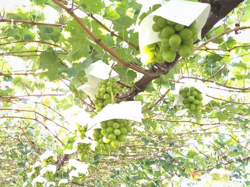 中條フルーツ農場