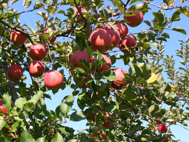 中條フルーツ農場