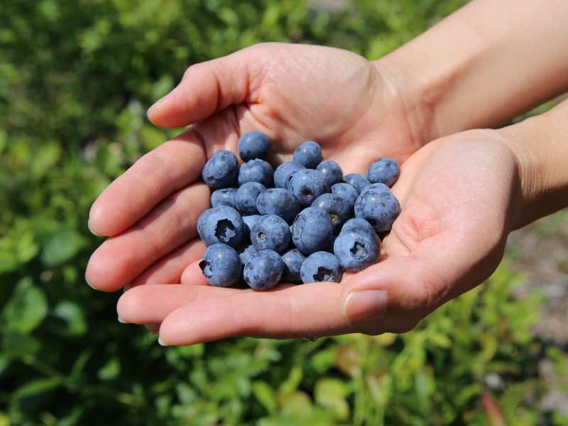 そのさとブルーベリー農園