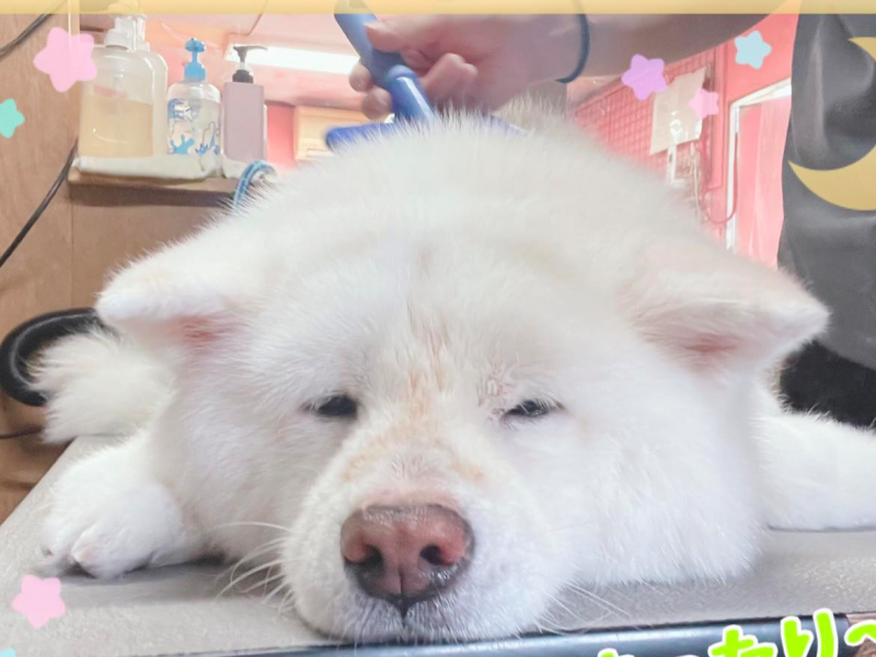 シャンプー体験