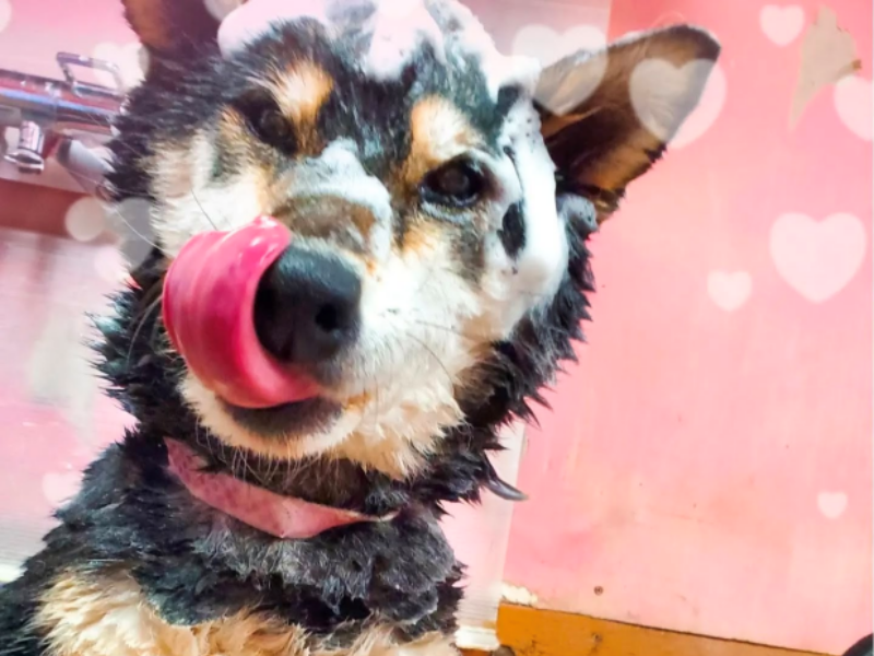 シャンプー体験