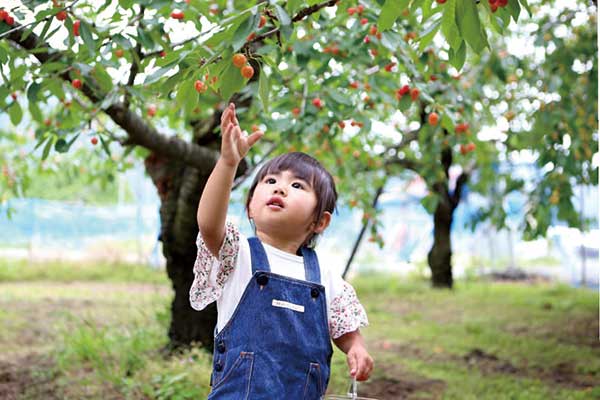 さくらんぼ狩り