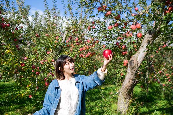 りんご狩り