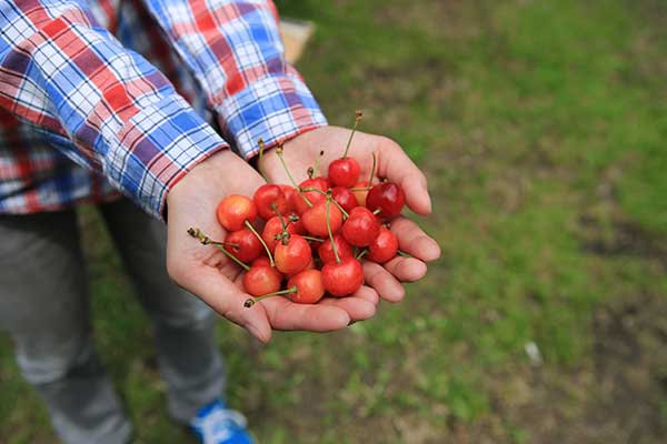 さくらんぼ