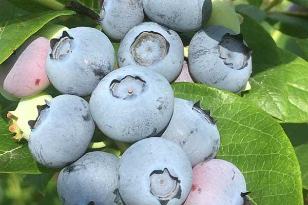 ブルブルファーム20