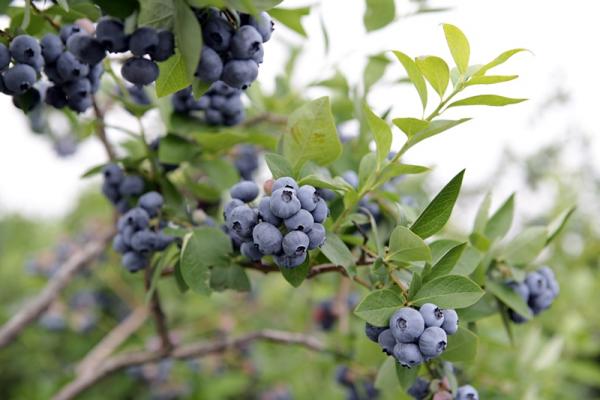 ブルーベリー農園「森の畑」